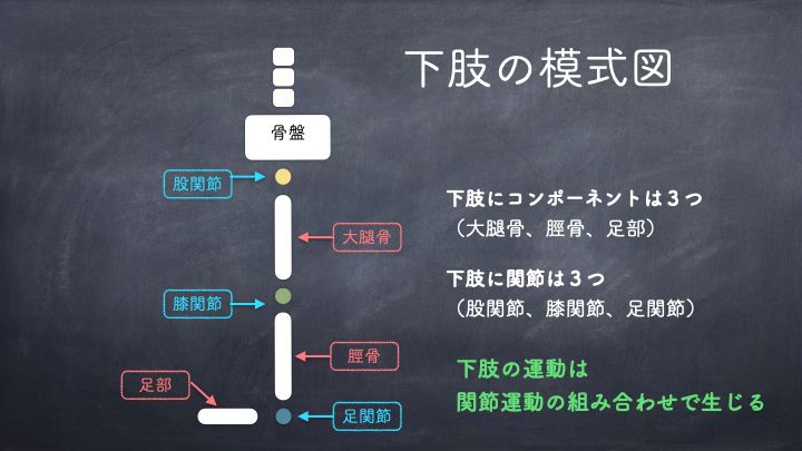 バスケ　下肢の模式図